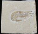 Cretaceous Fossil Shrimp Carpopenaeus - Lebanon #40461-1